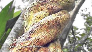 Video thumbnail of "Ayahuasca  -  Fernando Beltran - CD Soluar"