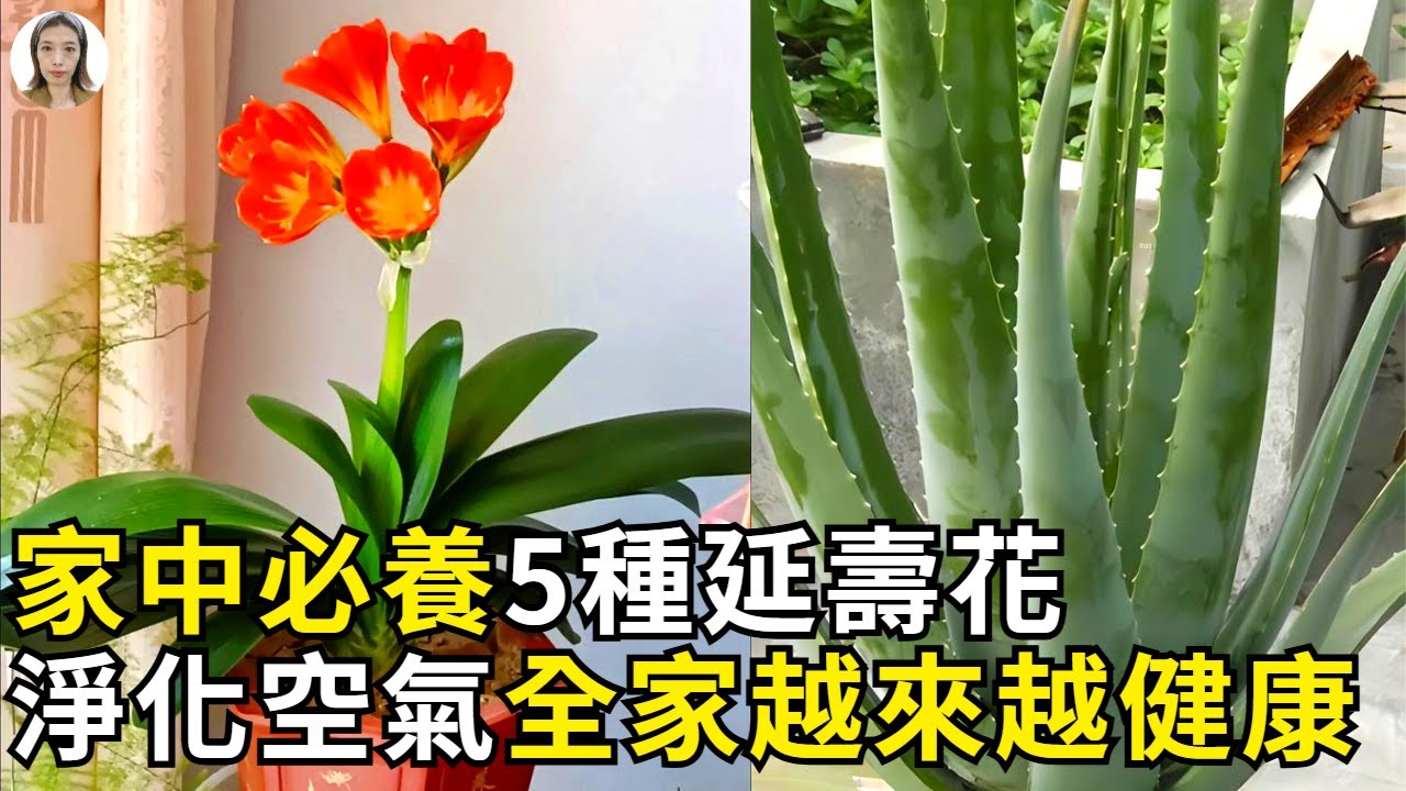 家中必养5种延寿植物，净化空气延年益寿，全家身体越来越健康！| 花花世界