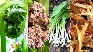 Wild Food Foraging Season 3 Milkweed, Tree Cambium, Fiddlehead, Pine, Cattail, Evergreens, Birch