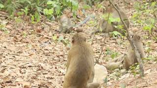 The baby monkey without tail