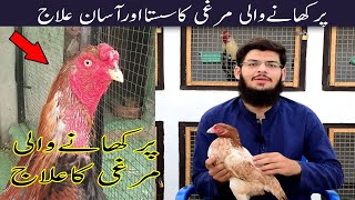 How to stop hen from eating feathers | par khane wali murgi ka ilaj | Murgi par khati hai is ka ilaj