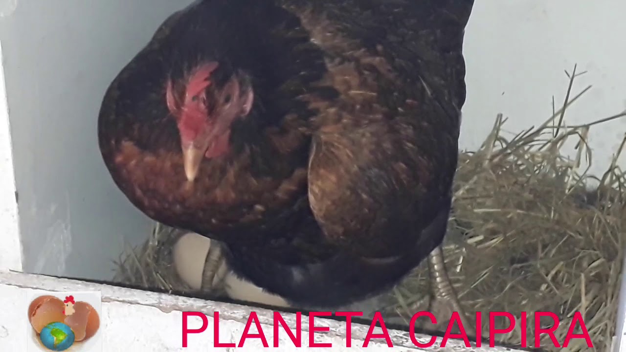 Com Quantos Meses A Galinha Caipira Começa A Botar Ovo