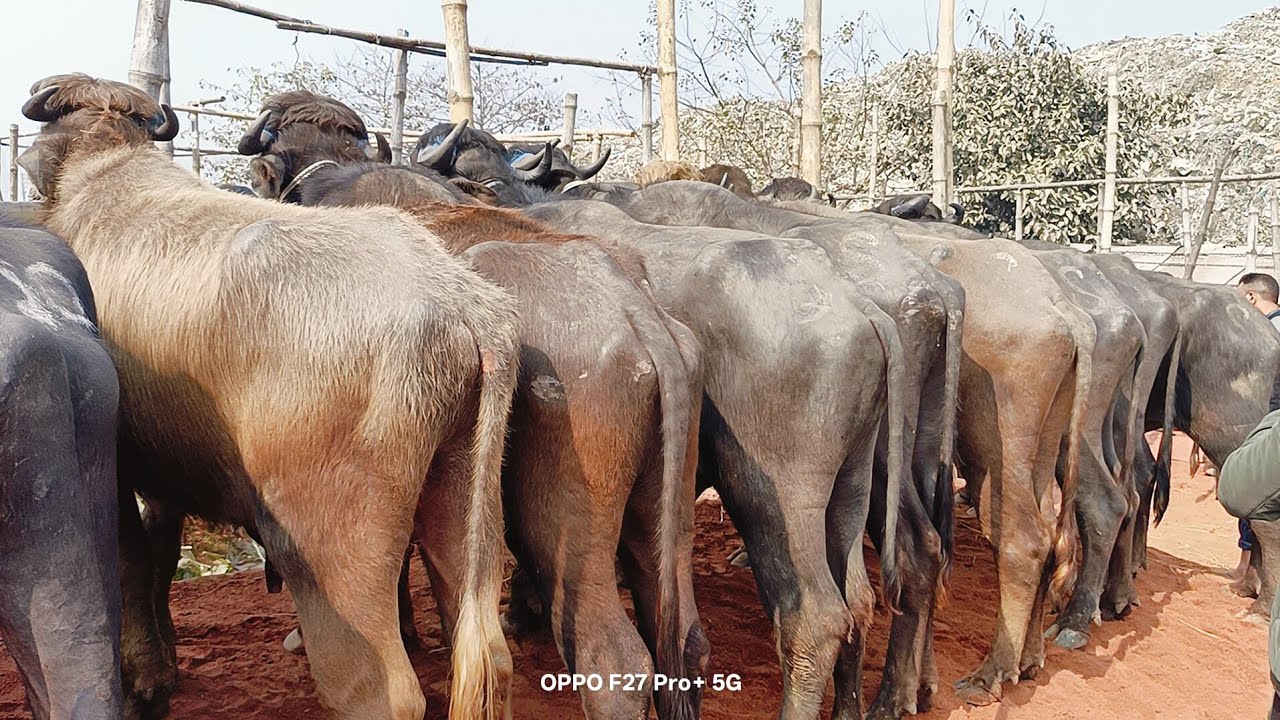 রাজশাহী সিটি হাট থেকে মহিষের দাম জানুন আগের তুলনায় বেশি না কম 