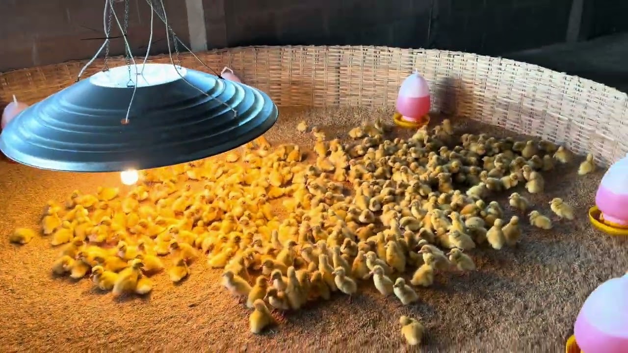 ลูกเป็ดเชอรี่ รับจ้างเลี้ยง จ้วดๆ