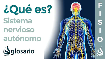 ¿Cómo funciona el sistema nervioso autónomo simpatico y Parasimpatico?