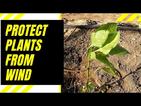 Video: Spriječavanje štete od vjetra: rješavanje štete od vjetra na biljkama i drveću