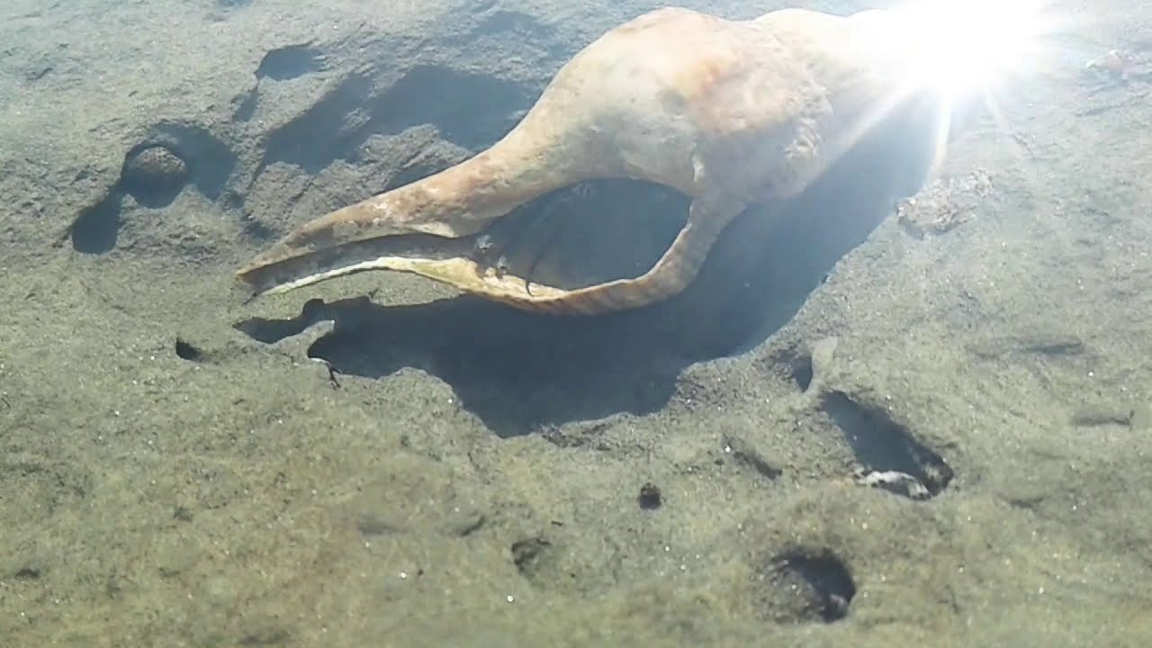 ছেড়া দ্বীপের হারমিট কাঁকড়া ।  Hermit Crab in Chhera Island | Beautiful Nature  প্রকৃতির রূপ