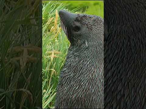 A Seal Pup's First Adventure