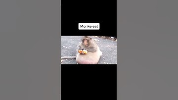 Reasons to join monke tribe pt 1