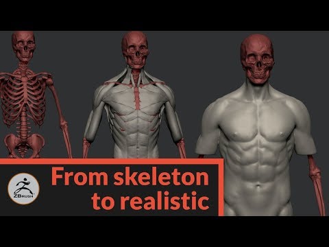 Sculpting a realistic human in Zbrush Part 1: Torso Anatomy