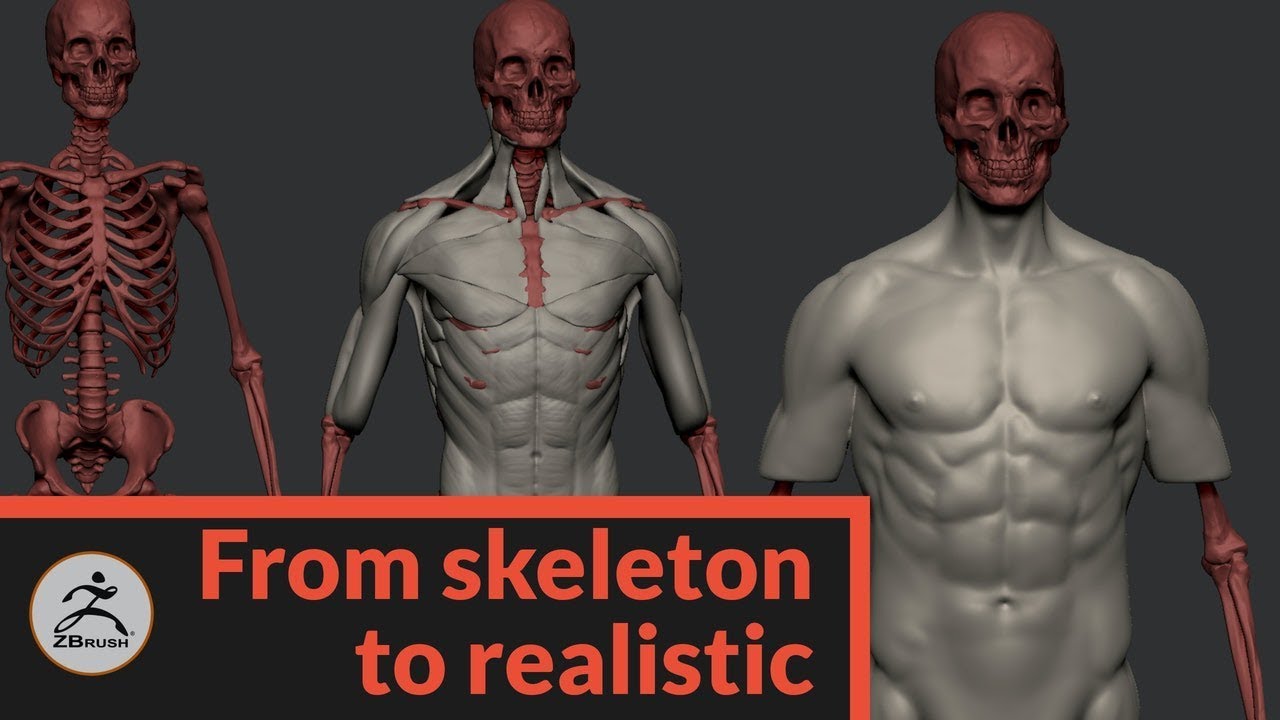 how to sculpt a human in zbrush