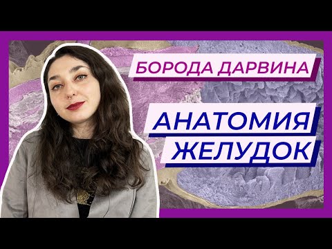 Анатомия -- Строение желудка