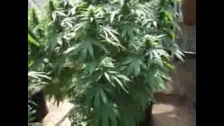 2013 outdoor grow update