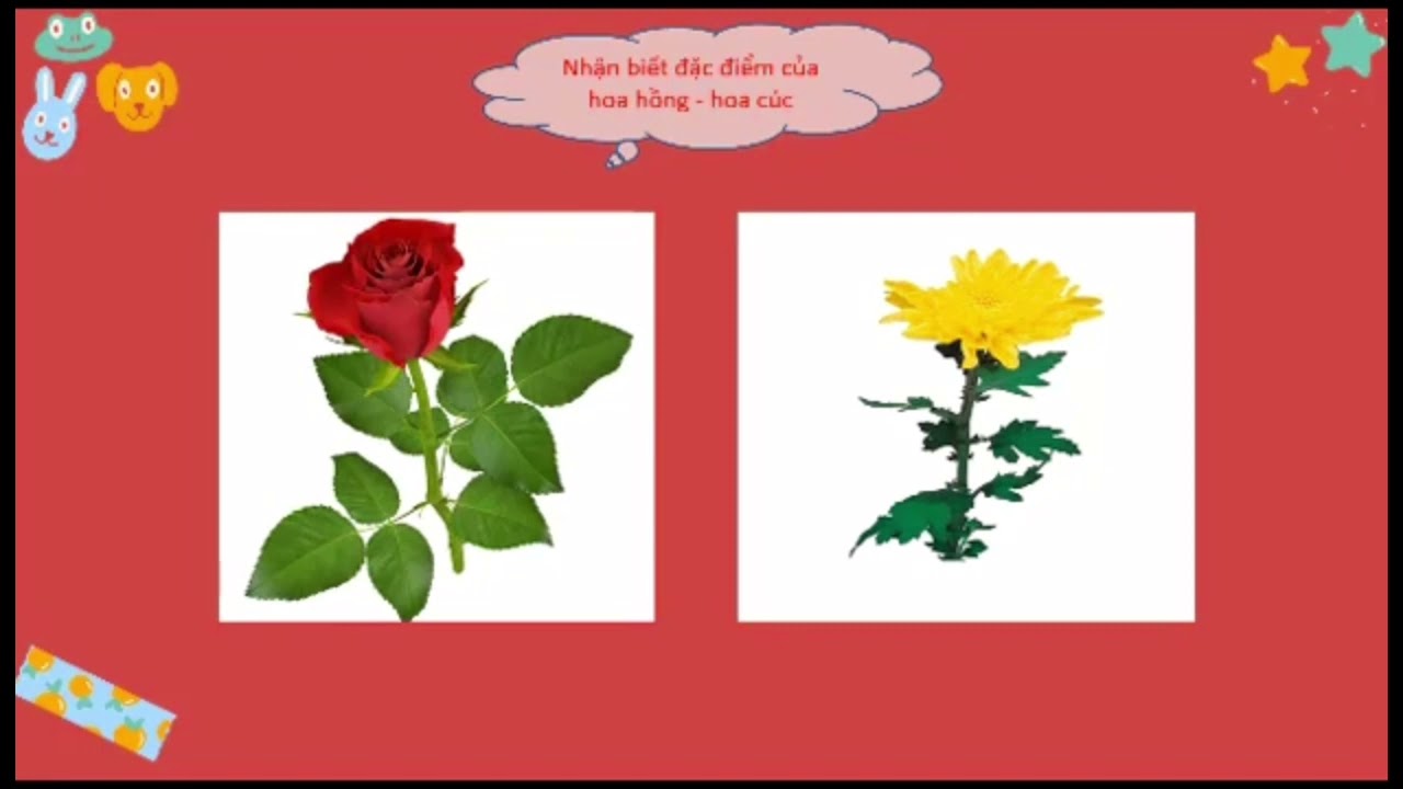 Khám phá về Hoa hồng, hoa cúc - Cô Đoàn Thị Cẩm Tú.