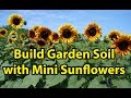 Building Healthy Garden Soil Improvement with Mini Blooming Sunflowers Gardening 101