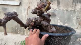 M240 gl  nhánh Cốc chua 200k LH 0707713796 Khương bonsai 