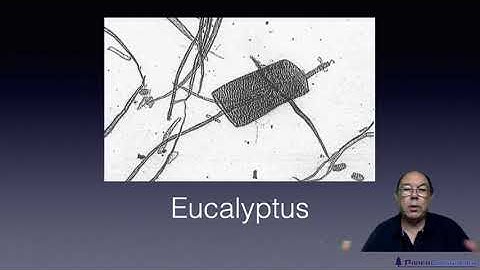 Level 2 Papermaking - Fibres - Physical Differences