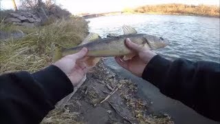 SHORE FISHING THE MINNESOTA RIVER | WALLEYE