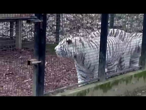 Videó: Bengáli fehér tigris, csodálatos és gyönyörű