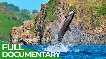 Spinner Dolphins - Dancers of the Ocean | Free Documentary Nature