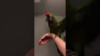 Progress with training Maynard military macaw by MissSadieSue 2,398 views 6 years ago 2 minutes, 44 seconds