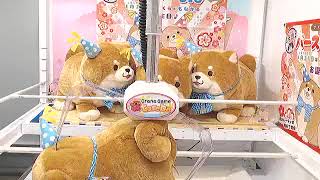 Toreba Got Faithful Mochishiba - Sakura Friends Birthday Big A