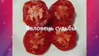Детерминантные раннеспелые низкорослые томаты. г. Киров