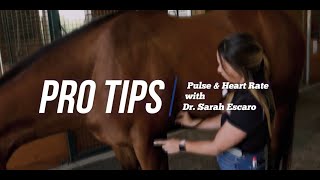 Learning Center Pro Tips:  Pulse and Heart Rate Teaser by US Equestrian 104 views 1 month ago 35 seconds