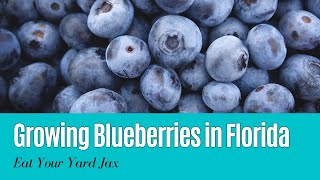 Unlock the Secrets of Growing Blueberries in the Florida Sunshine! ☀