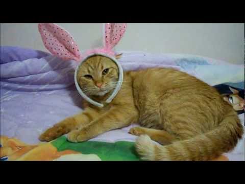 funny-cute-easter-orange-kitty-cat