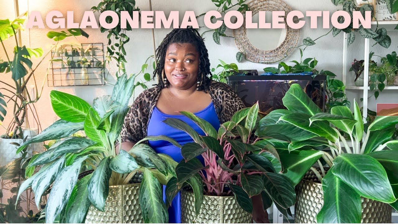 MY ENTIRE AGLAONEMA COLLECTION | 21 different varieties!