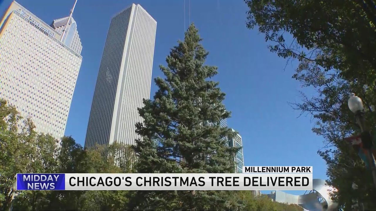 Chicago's Christmas tree put up at Millennium Park YouTube