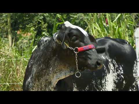 LOTE 8  FAZENDA CACHOEIRA   3321CG