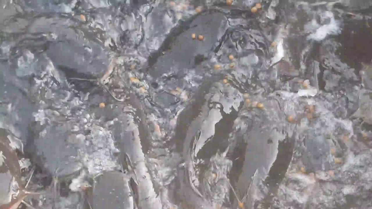 Feeding Catfish Broodstock YouTube