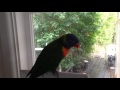 Playing whistle game with LipLip the rainbow lorikeet