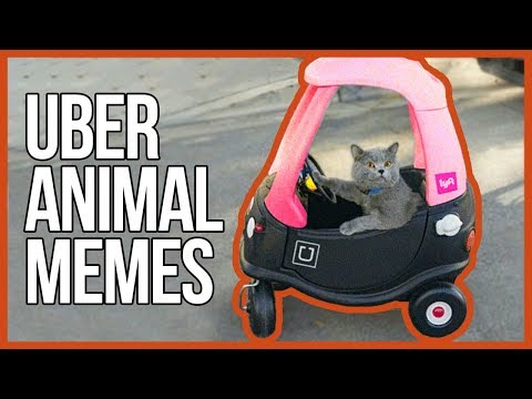 hilarious-uber-animal-memes