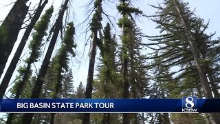 Big Basin Redwood State Park is getting ready to reopen to visitors this summer
