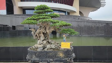 Nhiều Tác phẩm đẹp đã hiện diện tại Triển lãm Cây cảnh Bắc Giang