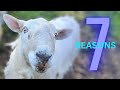 7 REASONS WHY YOU NEED SHEEP!!!