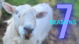 7 REASONS WHY YOU NEED SHEEP!!!