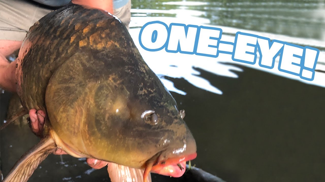 Zach caught a CYLCOPS! Carp fishing Kansas Creeks! (Day 1) YouTube