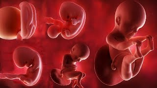 Fetal development month by month