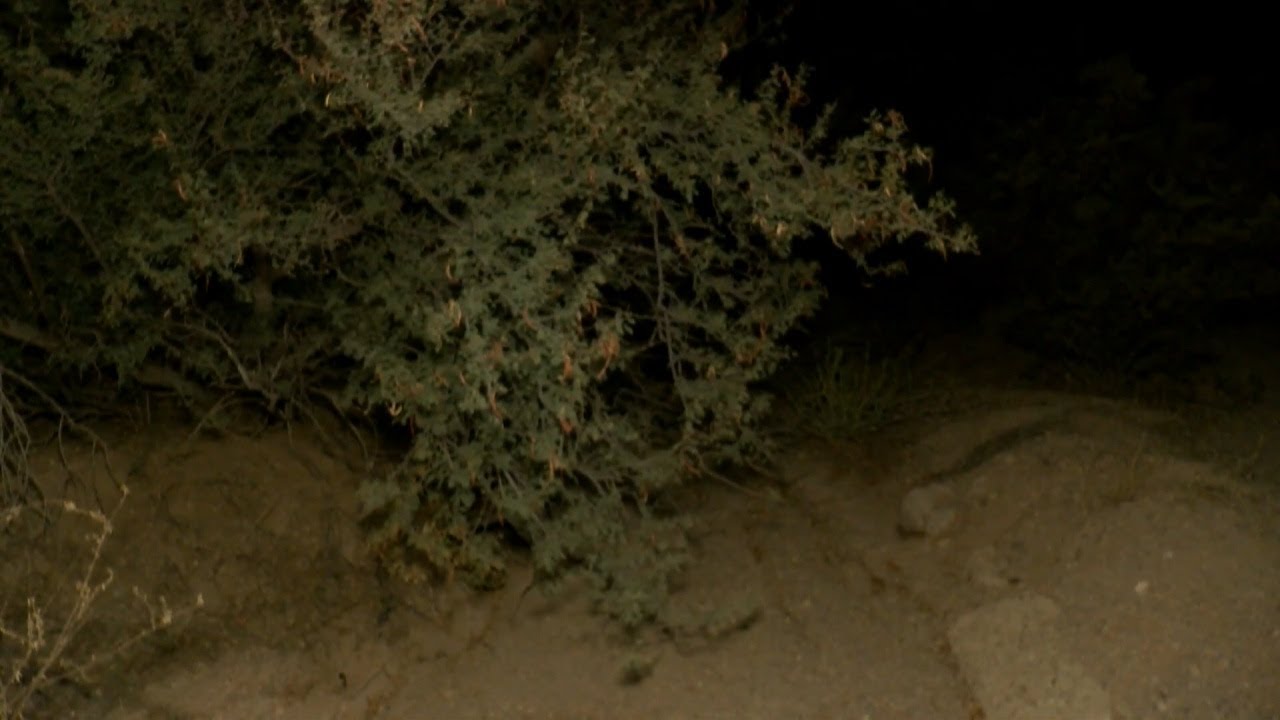 Westside Tucson woman recounts being attacked by suspected rabid fox ...
