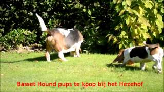 2  Basset Hound pups video by Mario 1,654 views 10 years ago 41 seconds