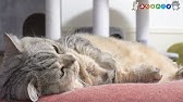 でぶ猫マンチカンが繰り出す 全集中 おデブの呼吸 ただおやつをパクパク食べるだけの動画です Youtube