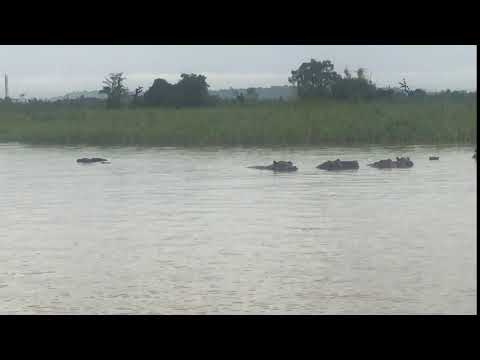 Hippos in the Wild