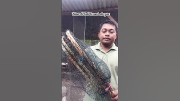 alat menangkap perkutut dan burung ocehan dengan mudah #burung #perkutut