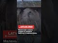Маленькие соколы впервые увидели бабочку и перепугались