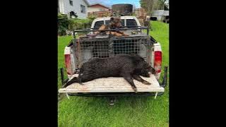 Kroa pig hunting