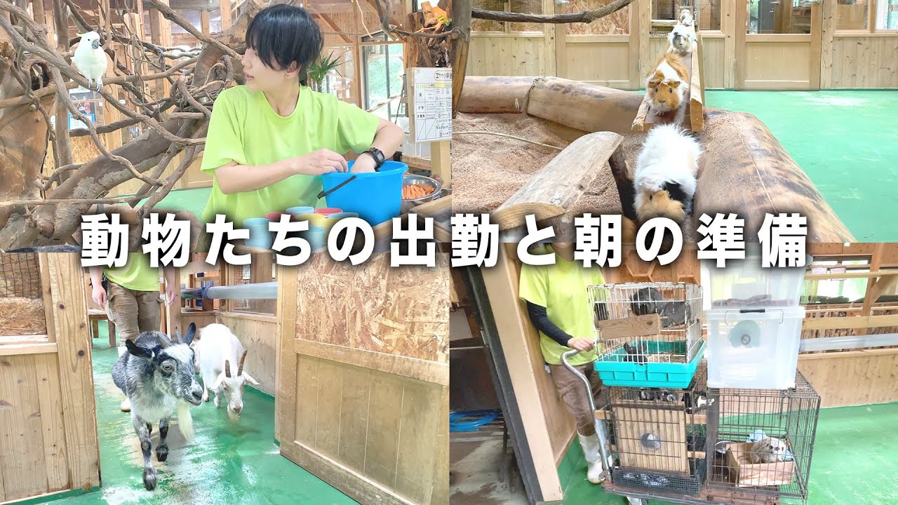 普段は見られないPAWの朝の様子をお届けします。【モーニングルーティーン】